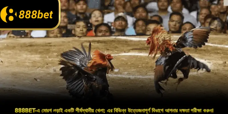 888BET-এ মোরগ লড়াই একটি শীর্ষস্থানীয় খেলা; এর বিভিন্ন উত্তেজনাপূর্ণ বিভাগে আপনার দক্ষতা পরীক্ষা করুন।