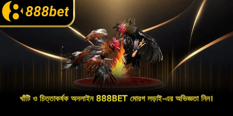 খাঁটি ও চিত্তাকর্ষক অনলাইন 888BET মোরগ লড়াই-এর অভিজ্ঞতা নিন।