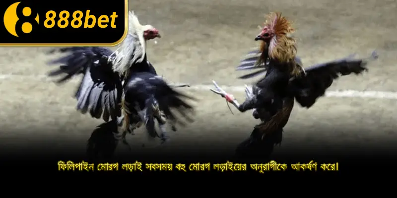 ফিলিপাইন মোরগ লড়াই সবসময় বহু মোরগ লড়াইয়ের অনুরাগীকে আকর্ষণ করে।