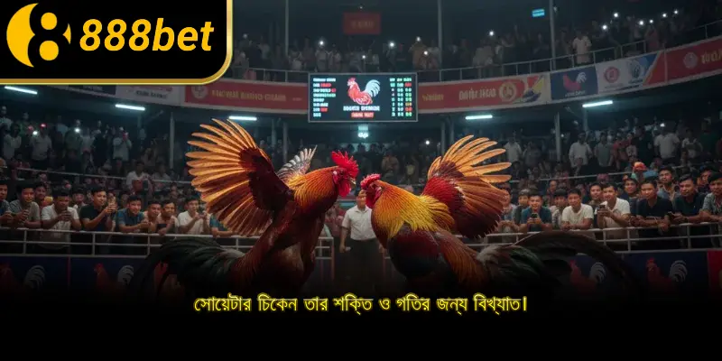 সোয়েটার চিকেন তার শক্তি ও গতির জন্য বিখ্যাত।